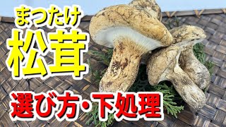 新鮮マツタケ 240g 曲がった形状 新鮮マツタケ 240g 曲がった形状