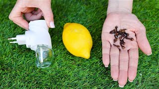 Get rid of mosquitoes in a natural way - 5 tricks that make mosquitoes run away like crazy