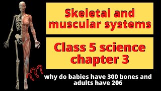 Skeletal and Muscular System Class 5 Science chapter 3 | Skeletal and Muscular System Class 5