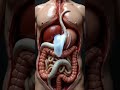 3D Human Digestion Animation | Parasite Worms Hcl Inside Intestine Educational Science Short