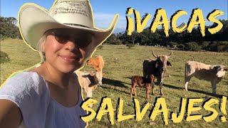 🏕ACAMPANDO en JONACAPA, HGO. por mi cumpleaños 20 I Vlog #4 I @ChapsWRLD