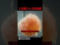 水中に1年間りんごを放置した結果、、、#shorts