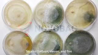 how Trichoderma harzianum strains protect plant roots naturally through space competitive growth