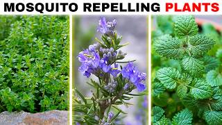 10 Powerful Mosquito-Repelling Plants You Should Grow