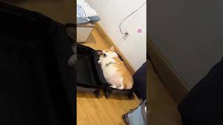 #corgilife #corgi #корж #коргипемброк #собака #corgiworld #видео #москва24