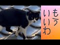 急に帰りたくなった。 福猫ふくちゃん lucky stray CAT