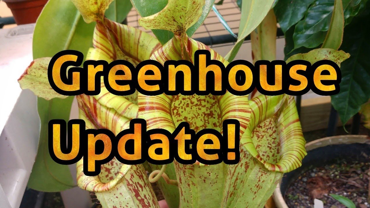 Nepenthes Greenhouse Update! (October 2018) 