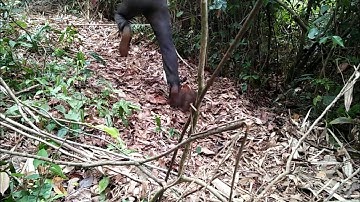 Cuab qaib qus mag zoo kawg 2019 ( bây gà rừng)