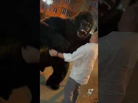 Кинг Конг появился неожиданно😱#чехов #подольск #shorts #кингконг