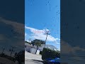 #freebirds