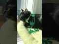 HeiHei… Rich Overnight, Forgetting All the Struggle 😹💎#catshorts #blackcatshort #prettyfunny
