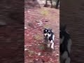 Jack Russell fif den enerji patlaması😆#animals #animalshorts #cute #dogs #funny