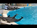 SEA LION & DOLPHIN SHOW#trending #taiwan #oceanpark