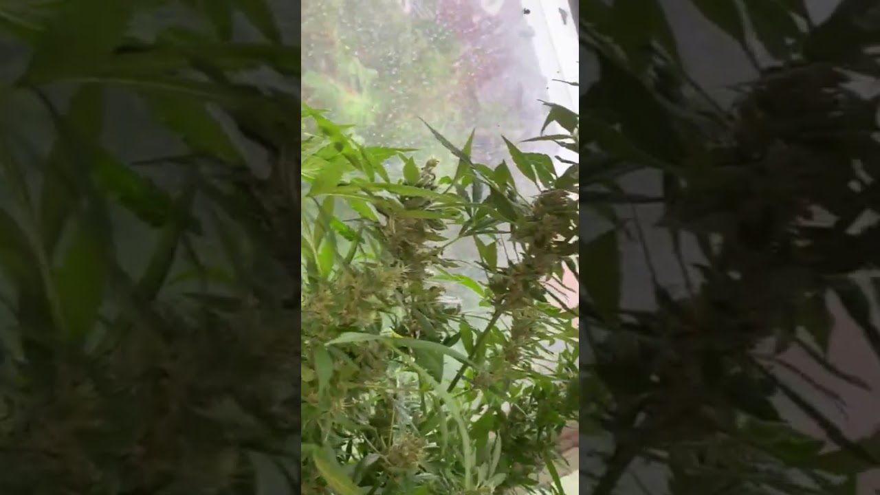 White Widow F1 Hybrid  