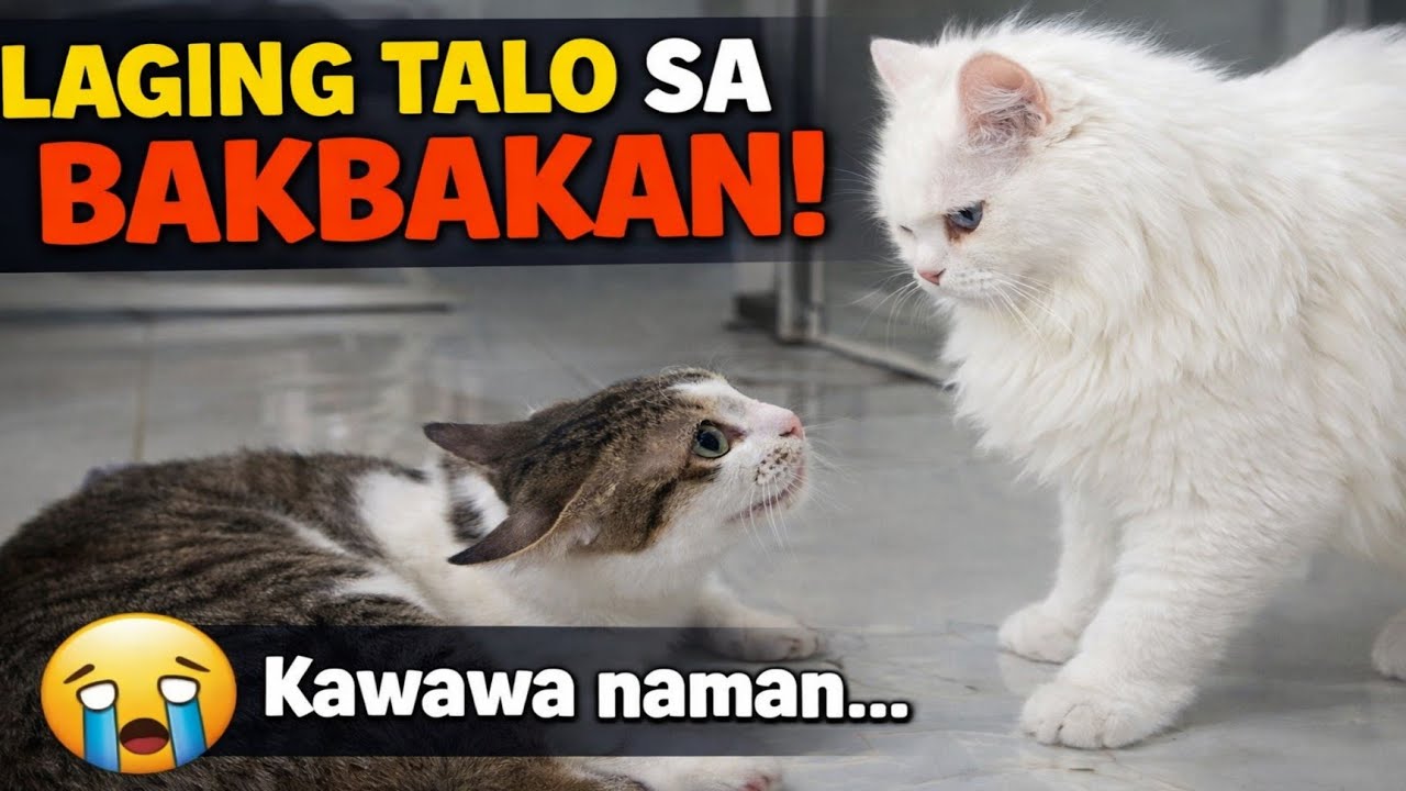 LAGING TALO SA BAKBAKAN KAWAWA NAMAN! #funnycatvideos #cat 