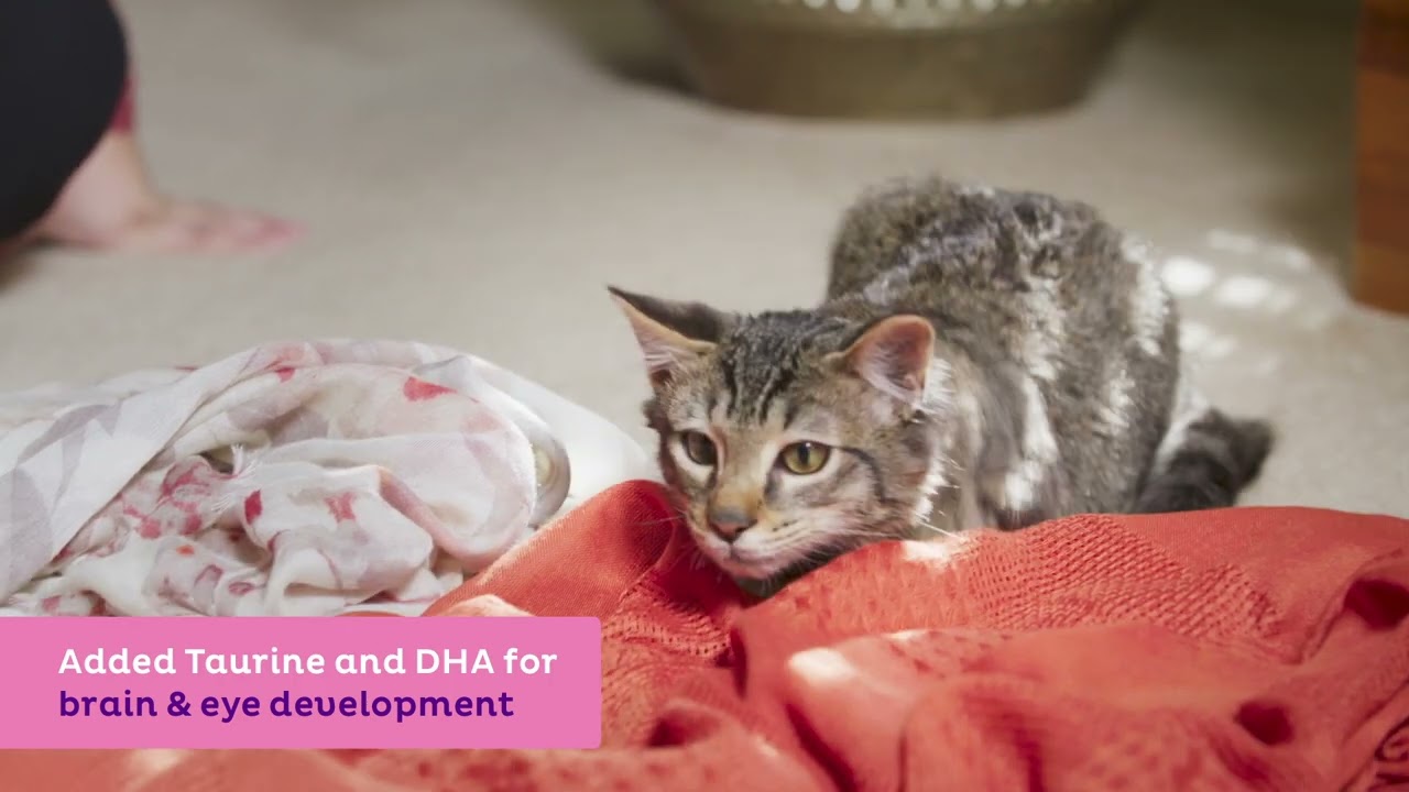 Wellpet Kitten Complete