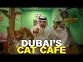 DUBAI'S CAT CAFE