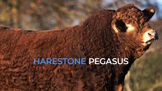 Harestone Pegasus - Limousin Bull