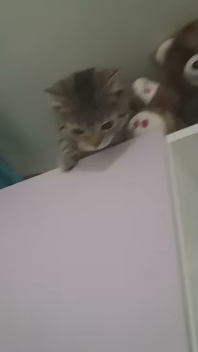 Мой кот после колбасы😂😂😂😂🤣🤣🤣🤣🤣 - YouTube