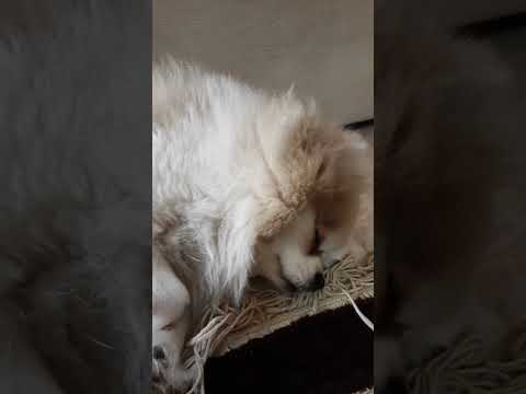 مایا تو خواب رویایی خوشمزه با طمع استخون و استیک آبدار میبینه