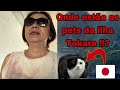 Oque aconteceu com os animais da ilha evacuada no Japão ?! #vivendonojapao #brasileiropelomundo