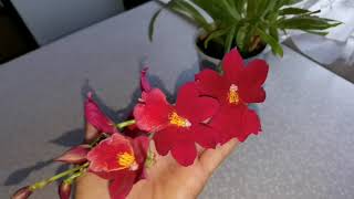 Орхидея Кровавая Леди АААРОМАТНАЯ. Видовые орхидеи.