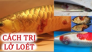 HỘI CHỨNG LỞ LOÉT TRÊN CÁ NƯỚC NGỌT