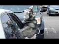 Husky the drama queen   funny animals 2023