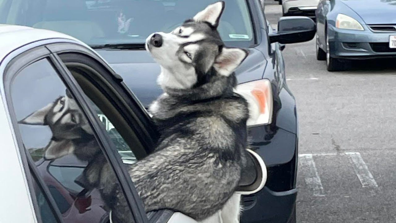 Old Husky Wont Leave Until She Gets Him One