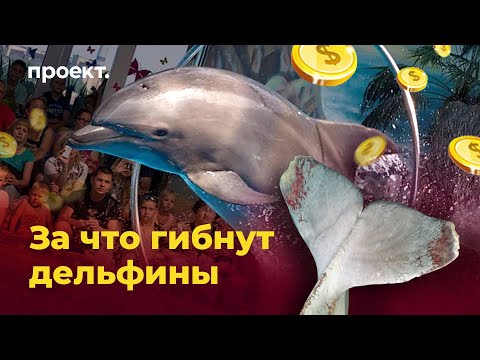 Ад для китов: за что в России гибнут морские млекопитающие
