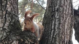 Белка В Кисловодском Парке
