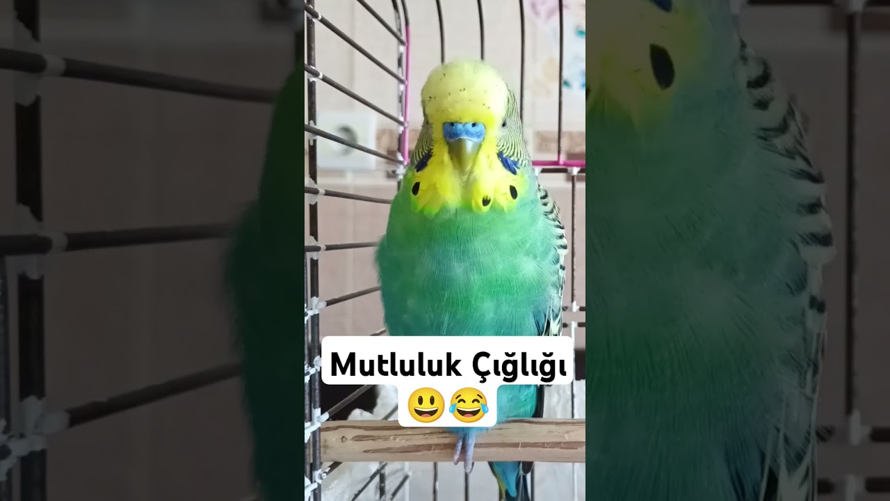 Mutluluk Belirtisi Çığlık #muhabbetkuşufıstık #muhabbetkusu #muhabbetkuşu #muhabbetkuslari #kuslar