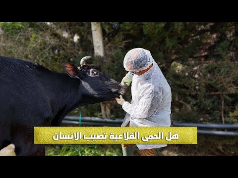 هل الحمى القلاعية تصيب الانسان وكيف تحمي نفسك مع الدكتور حامد الاقنص