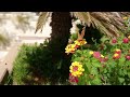 نغمات دينيه سامى يوسف صلو عليه شفيع الامه صوت جميل لا تنسى الاشتراك في القناه نغمات دينيه سامى يوسف صلو عليه شفيع الامه صوت جميل لا تنسى الاشتراك في القناه
