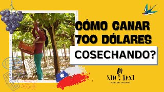 2. Valle Fértil - Cosecha de uva Chile