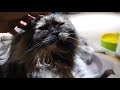 アメリカンカール American Curl Cat の動画、YouTube動画。