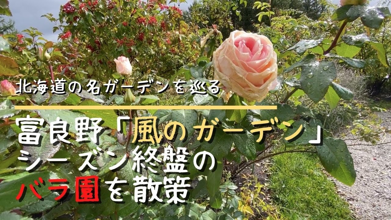 ガーデニング 北国で必須の冬囲い バラの 雪 囲いをプロに実演してもらいました 造園家が考える美学とは Youtube