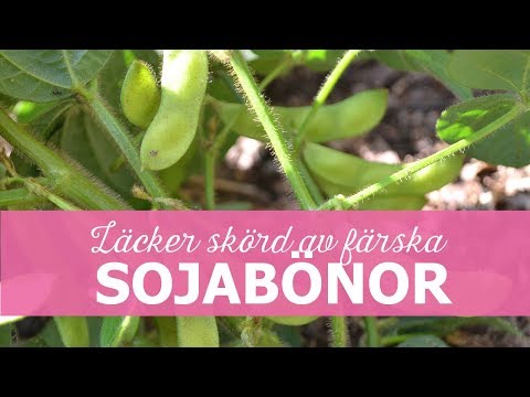 Video: Hur ser sojabönor ut när de skördas?