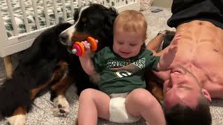 Bernese Mountain Wrestles With  Baby by Benny Berner  6,322 views 1 year ago 3 minutes, 33 seconds