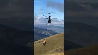 Un nouveau mode de transport de gibier en montagne !