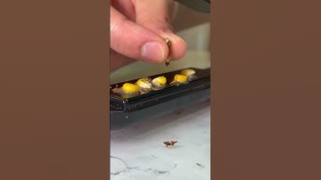Did these five corn kernels explode at the same time? #asmr #food #experiements #popcorn