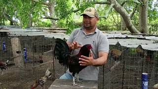 Gallo Hatch - Gallo Prieto - los mejores gallos - el Huizache farm 