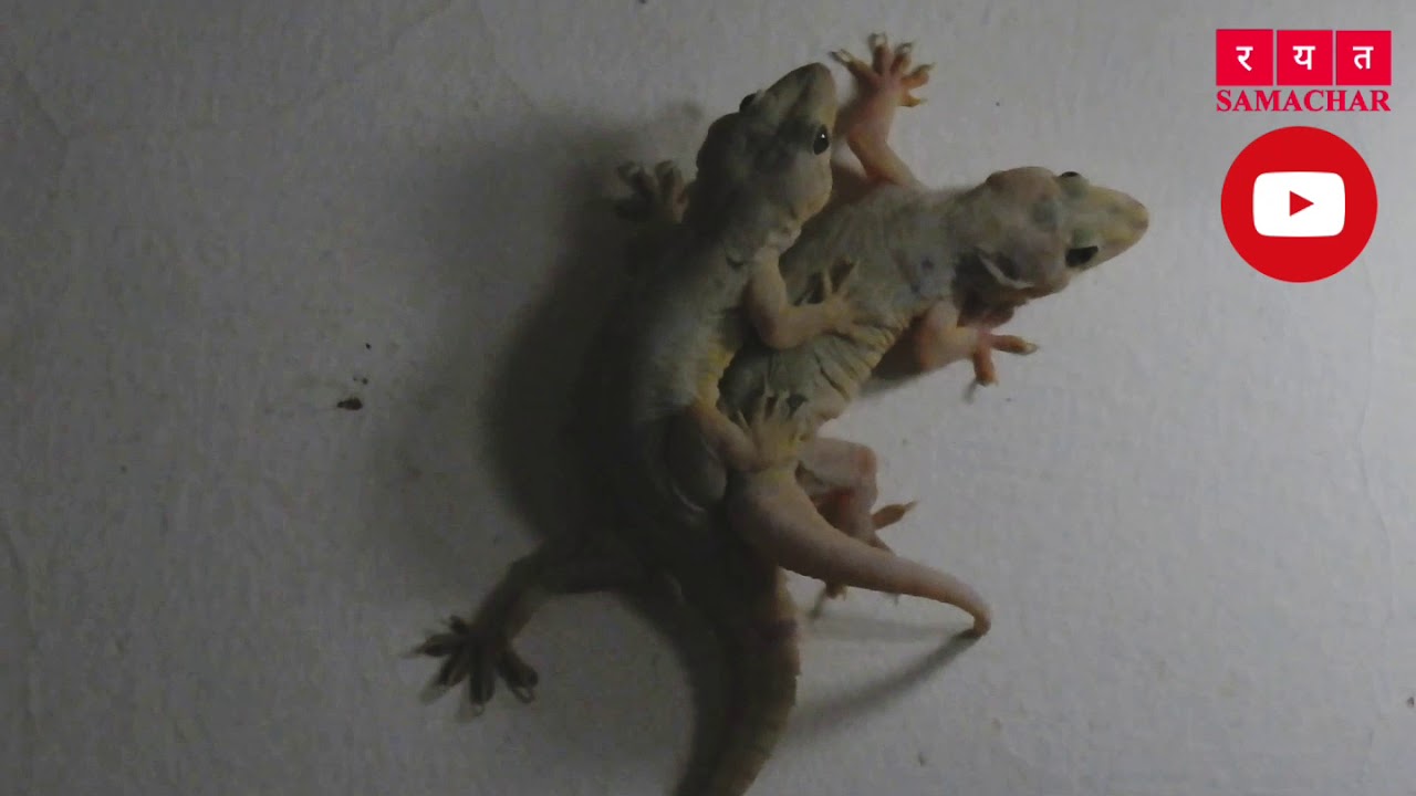 Home Lizard Mating YouTube