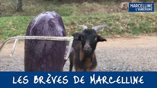 Marcelline et Roberte la biquette