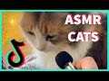 ASMR WITH CATS COMPILATION