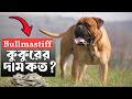 Bullmastiff কুকুরের দাম কত? কোথায় পাবো! Bullmastiff dog price in bd & India