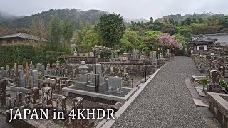 Дождь, Киото, Арасияма, сакура... и кофе с зелёным чаем・4K HDR