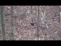 Ohio Whitetail hunt, muzzleloader. Cool ending, Buck flips over dead doe.