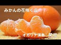 みかんの花咲く丘(オカリナ演奏)関稔
