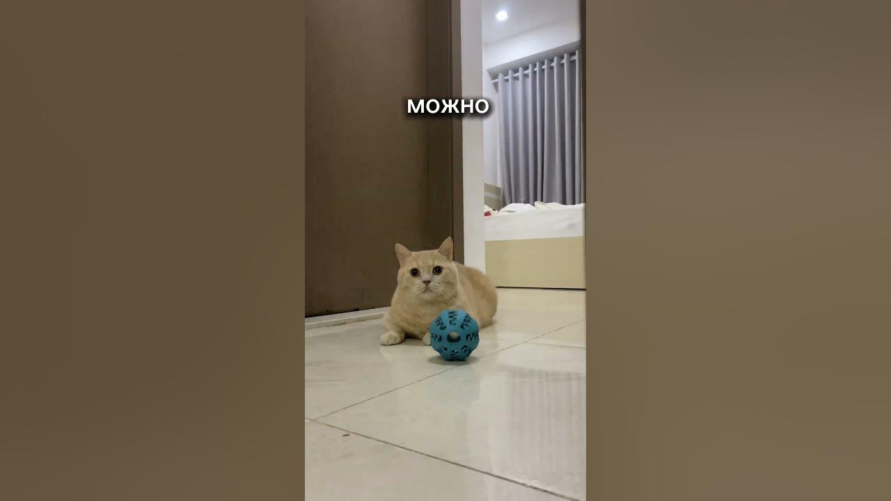 Шалости Лысого Кота|Кошачьи Шалости и Анекдоты с Сфинксом 🐾😸#shorts # ...